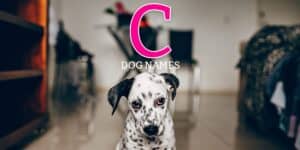 c dog names