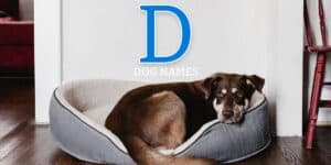 d dog names