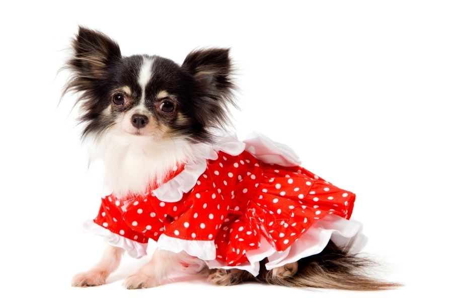 Cute Chihuahua in red dress