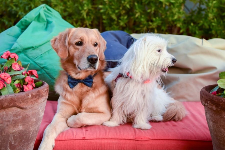 Boujee shop dog names