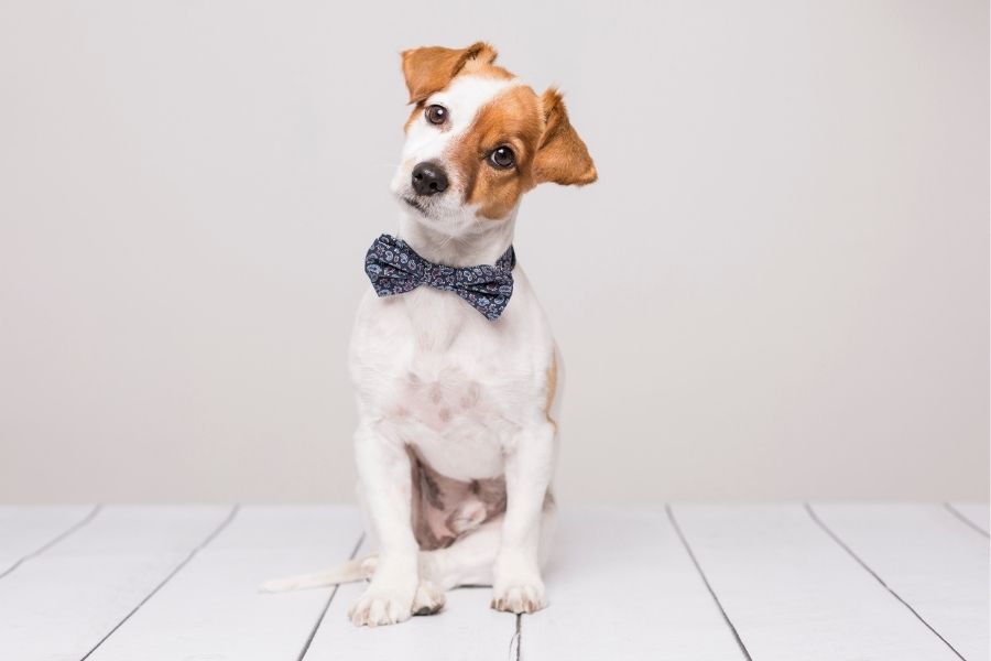 Adorable dog with a bow tie