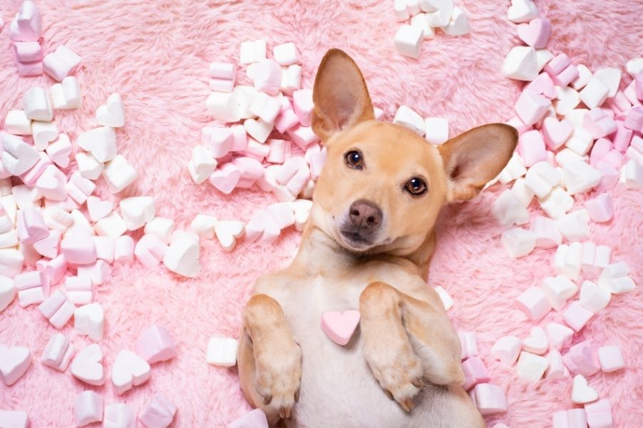 Cute dog with hearts