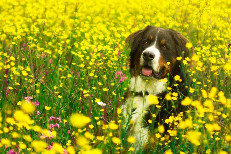 Bernese Mountain Dog with yellow flowers