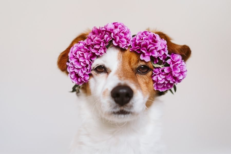 Girl Dog Names – 350+ Ideas for Female Puppies - My Dog's Name Girl Dog Names – 350+ Ideas for Female Puppies - My Dog's Name
