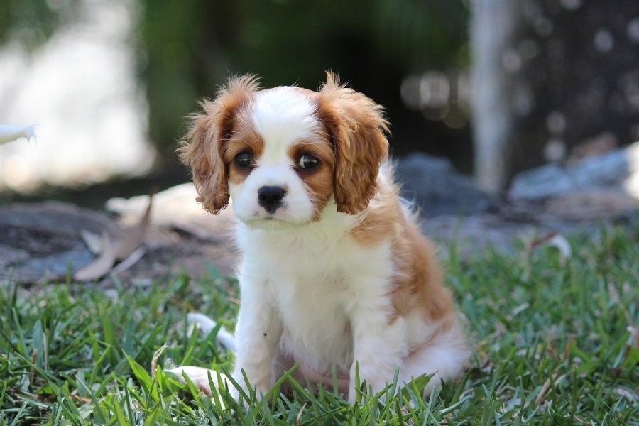 cute brown and white puppy