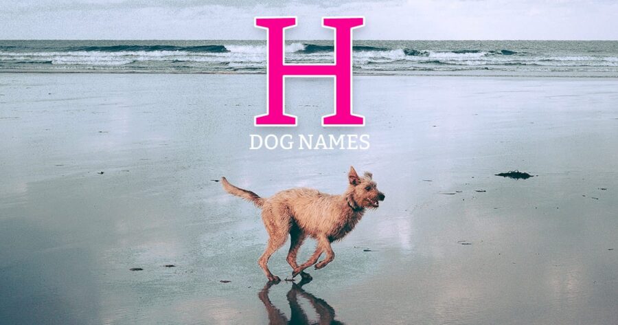 nombres de perros que empiezan con h