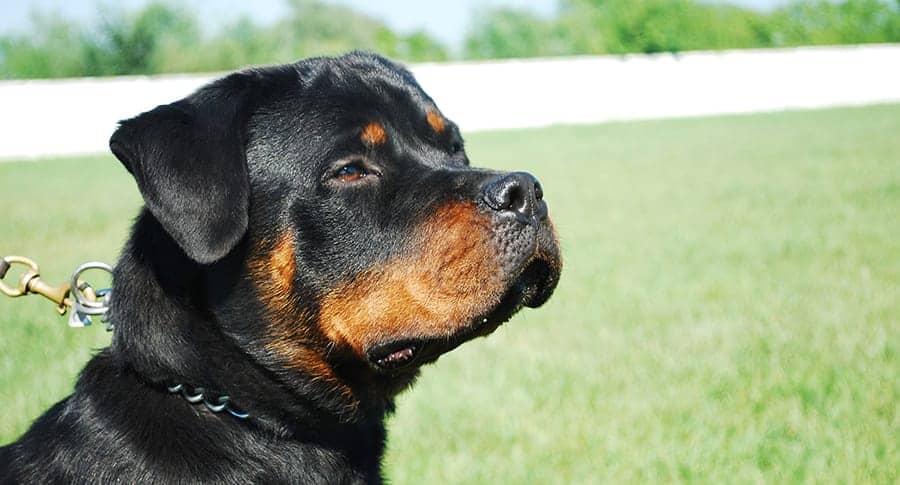 rottweiler dog close up