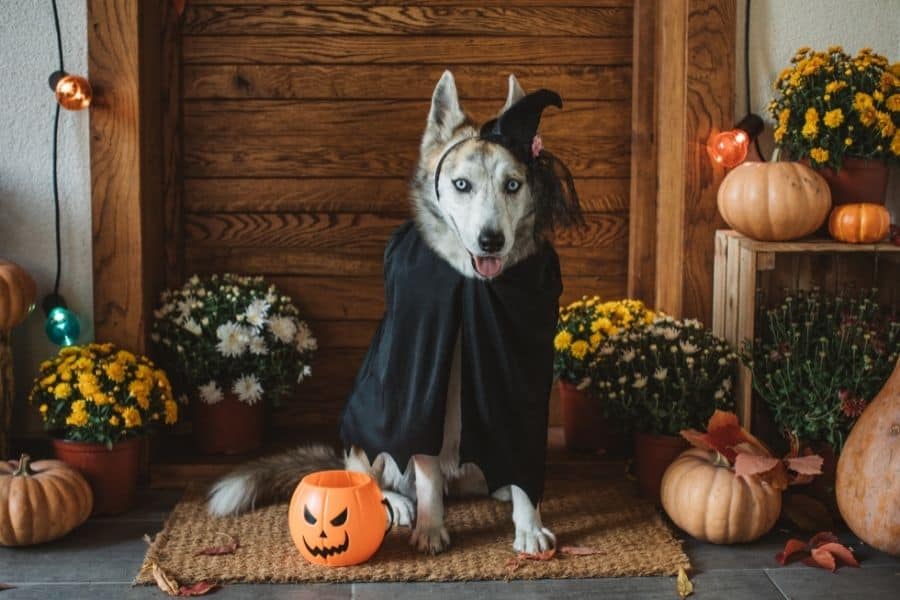 dog dressed as a witch on halloween