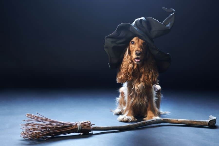 Cocker Spaniel with witch hat and broom