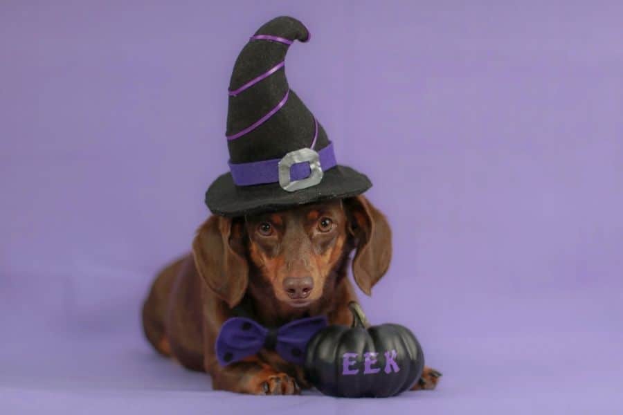 Small brown dog with witch hat