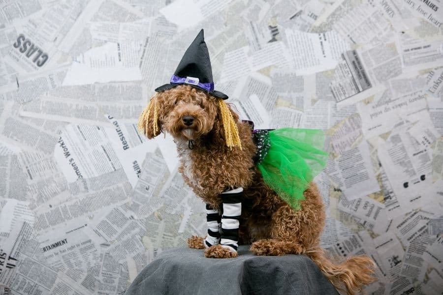 250 Witchy Dog Names My Dog s Name