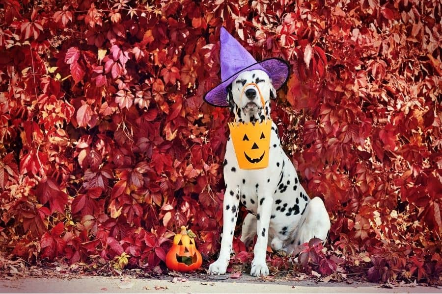 Adorable Dalmatia holding a Halloween bucket