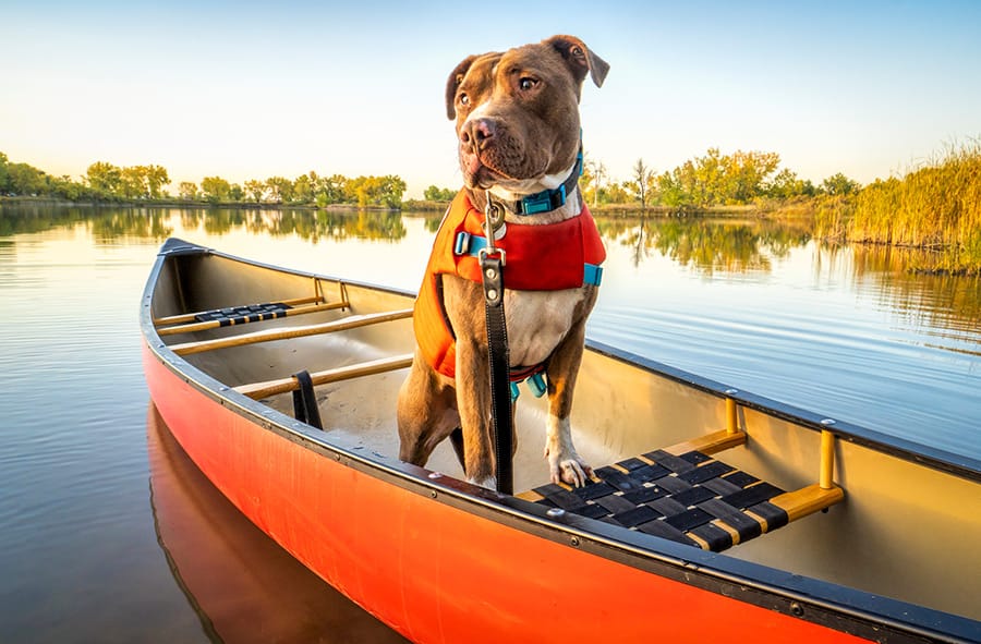 pitbull dog sitting in a canoe on the water - nautical dog names