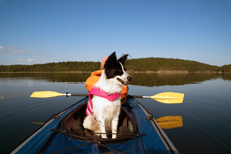 dog sitting in a kayak on the lake