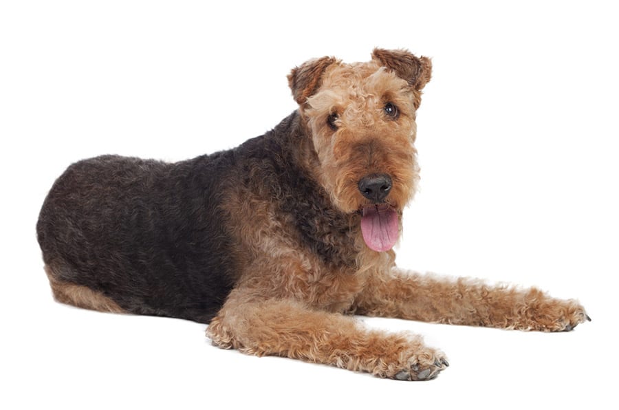 airdale terrier laying down on white background