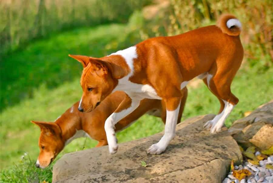 two basenji dogs in nature