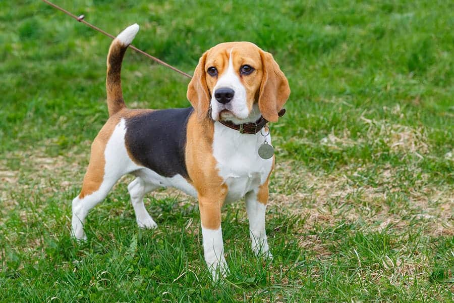 beagle standing alert in the grass