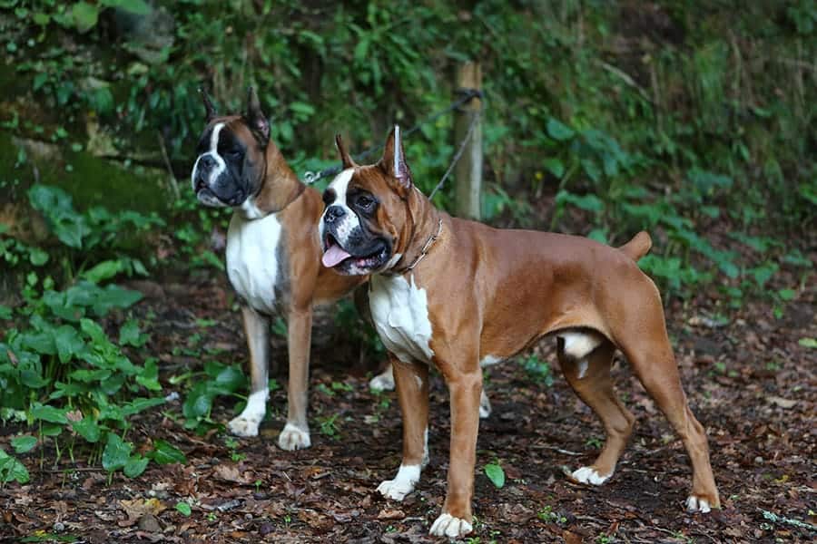 two boxer dogs in the woods