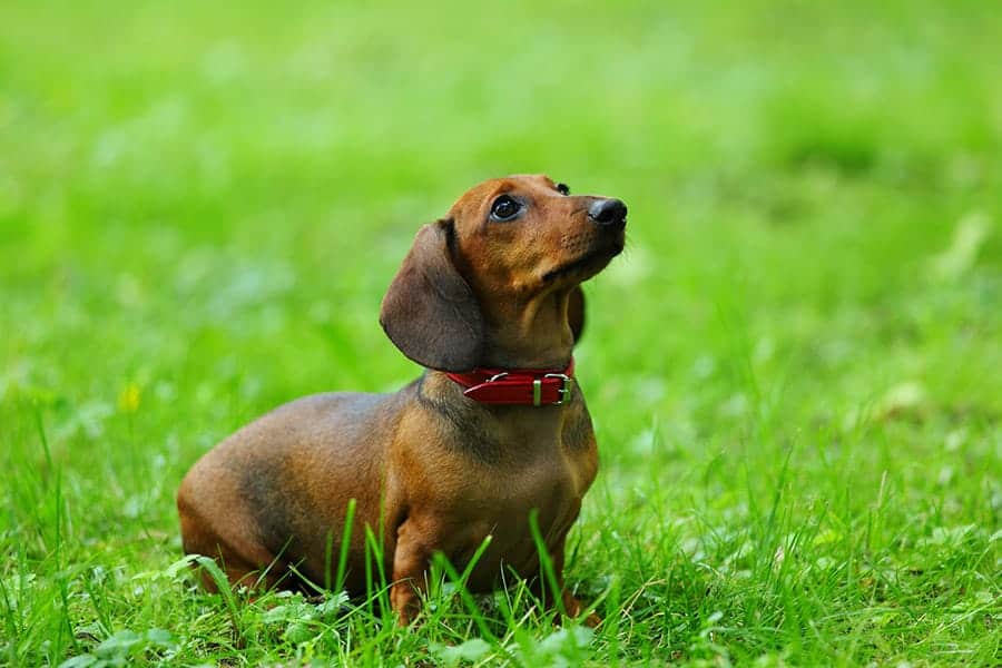 Dachshund sitting in the grass looking up