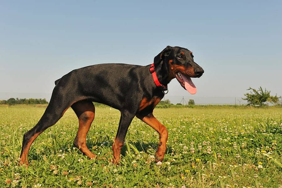 doberman pinscher walking in the grass