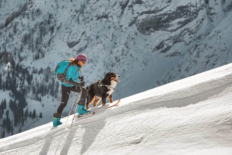 perro con un esquiador en las montañas
