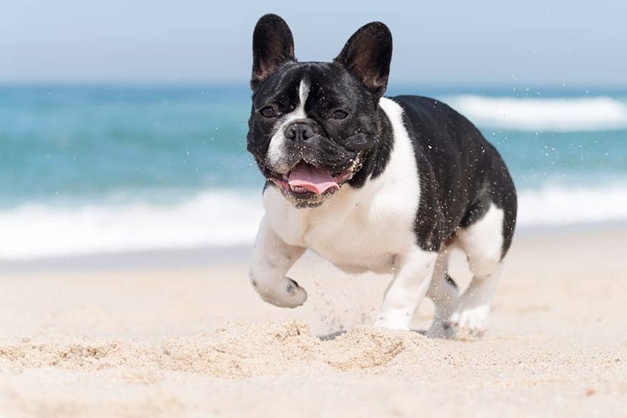 French Bulldog running on the beach