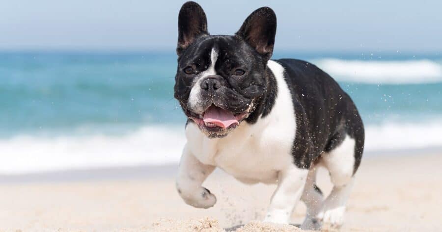 French Bulldog running on the beach
