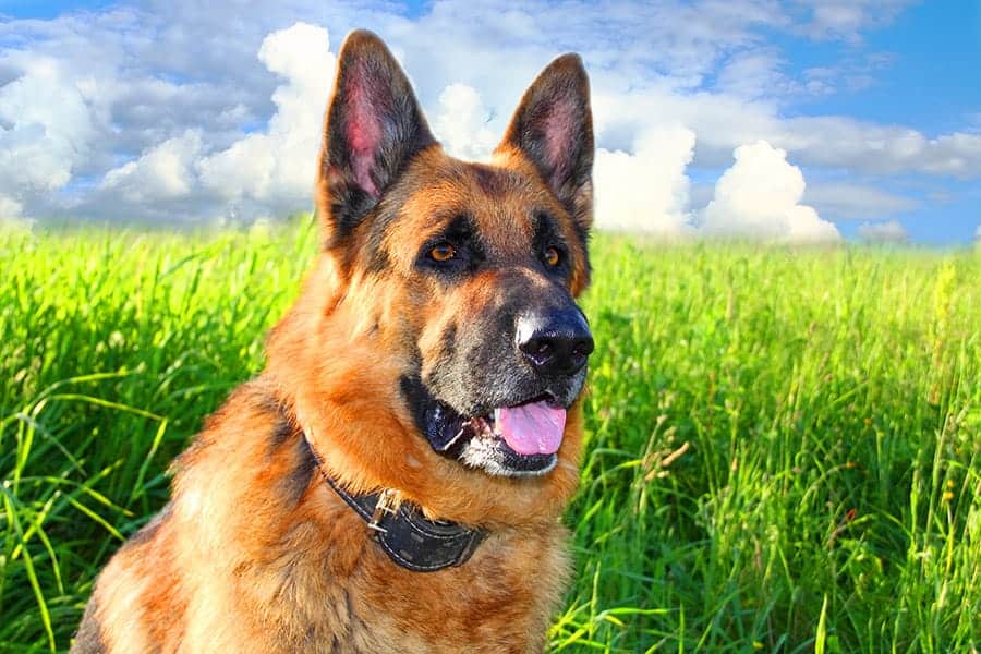 German Shepherd standing in a field of grass