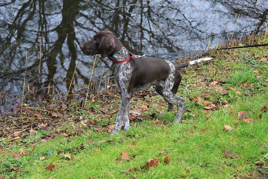 German Shorthaired Pointer standing near water