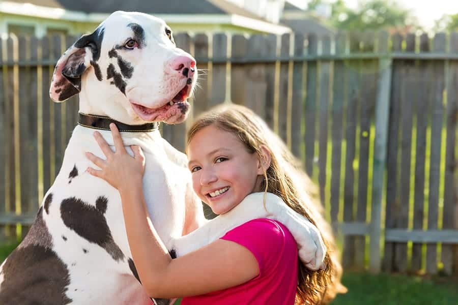 Great Dane standing on a girls shoulders