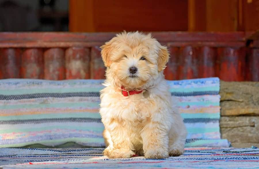 reddish havanese dog sitting