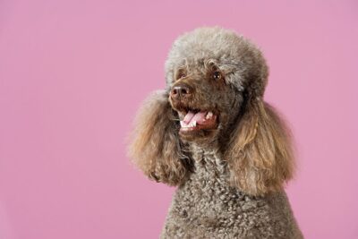 brown poodle on a pink background