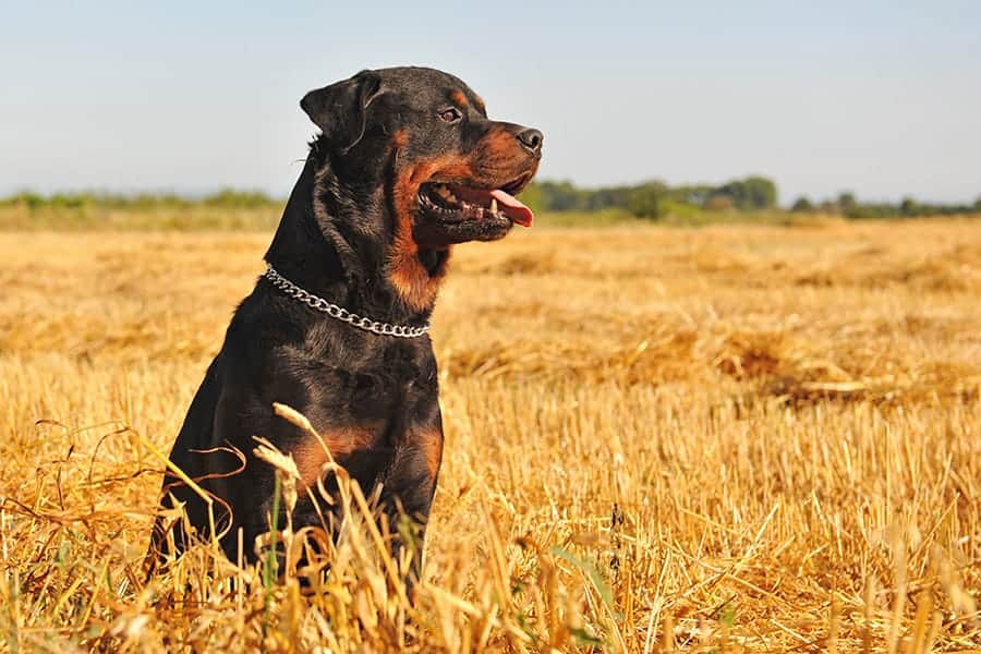 purebred Rottweiler standing in a field