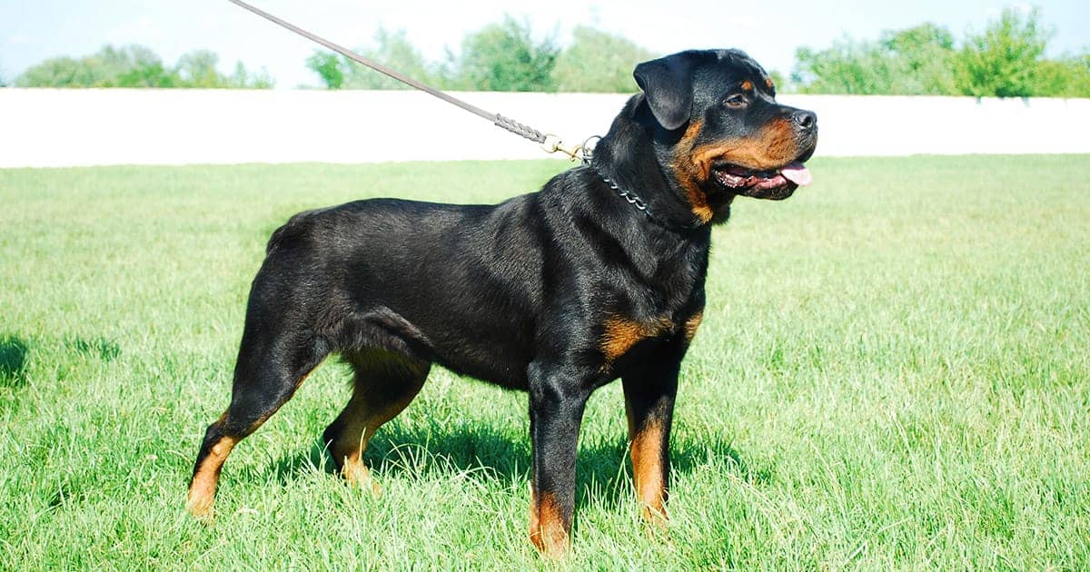 Images of road wheeler sales dog