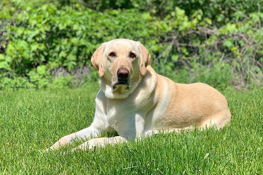 yellow labrador laying in grass