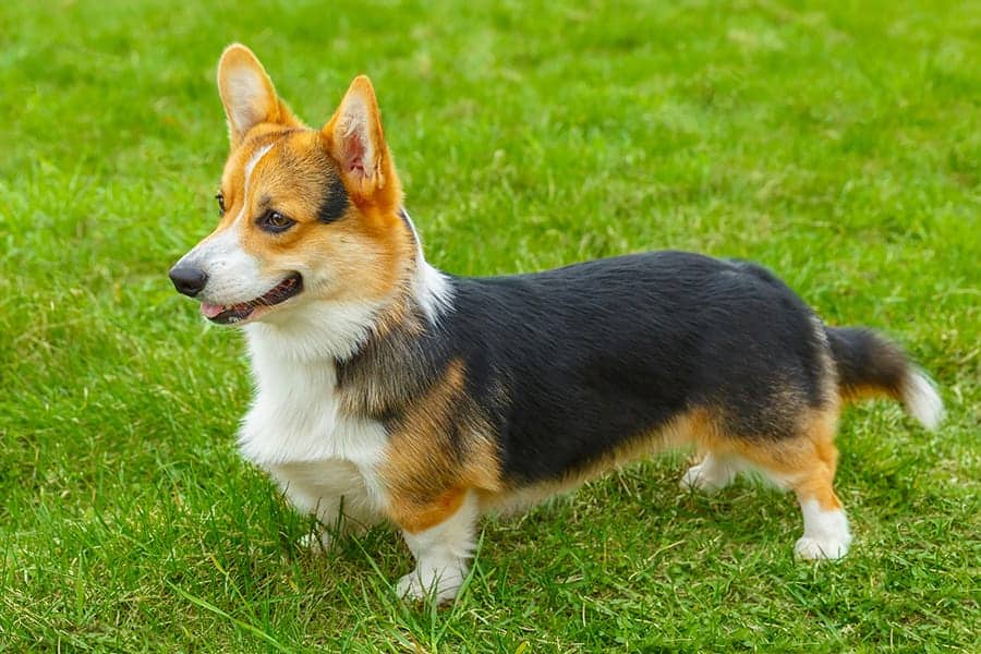 Pembroke Welsh Corgi standing in the grass