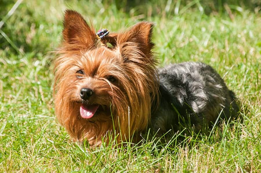 Yorkshire Terrier standing in the grass