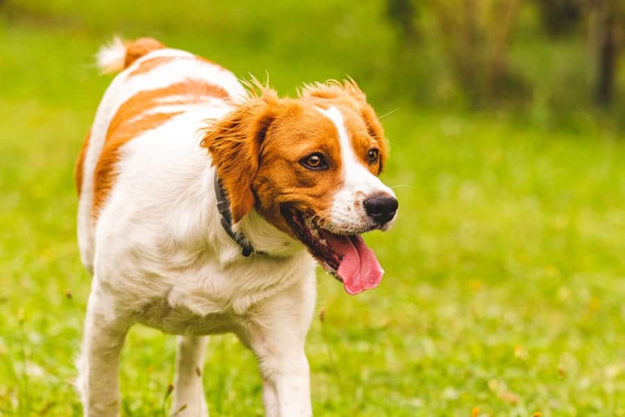 Brittany dog breed standing in the grass
