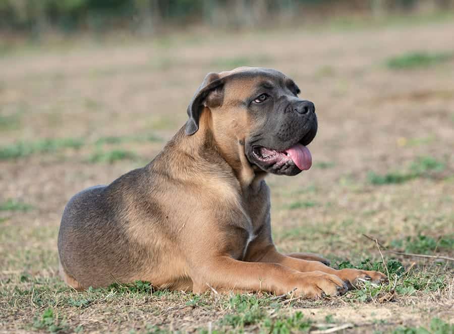 brown cane corso laying down in the grass