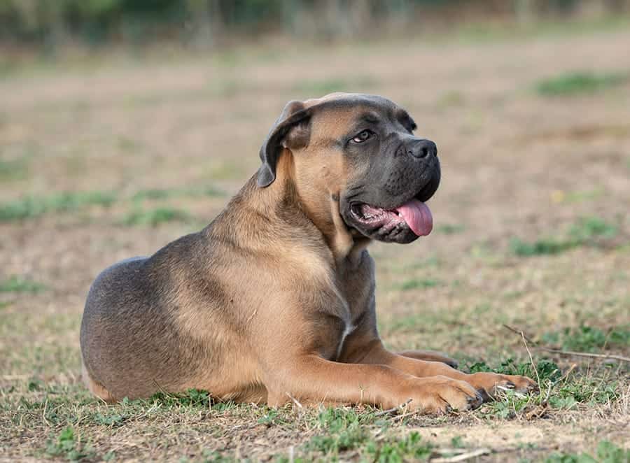 Cane Corso Dog Breed Details - My Dog's Name