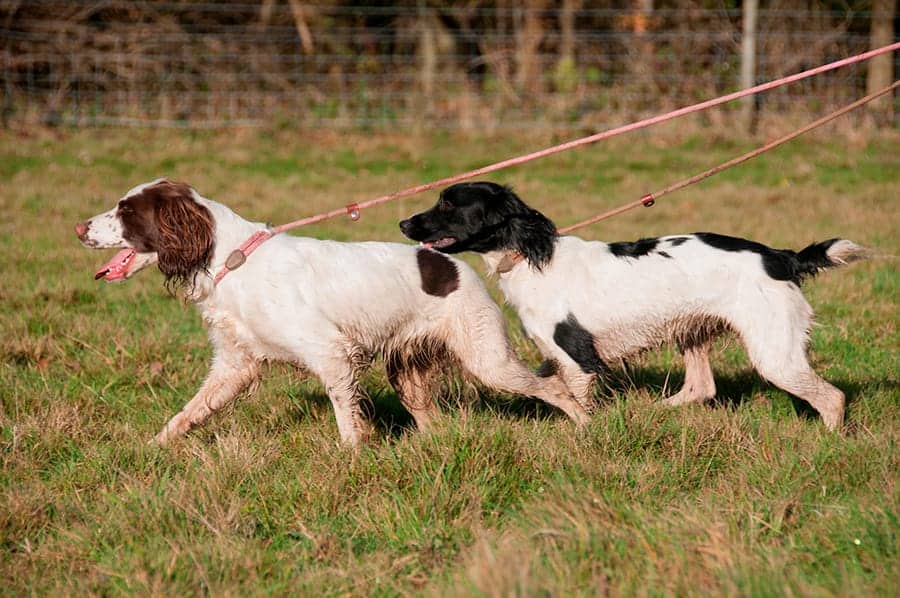 two English Springer Spaniel dogs walking on leashes