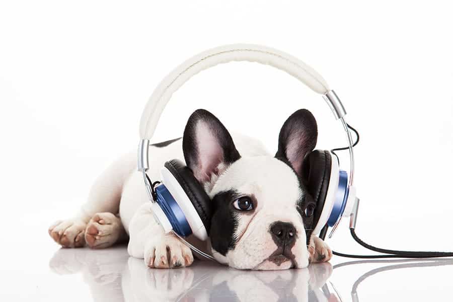 bulldog francés con auriculares