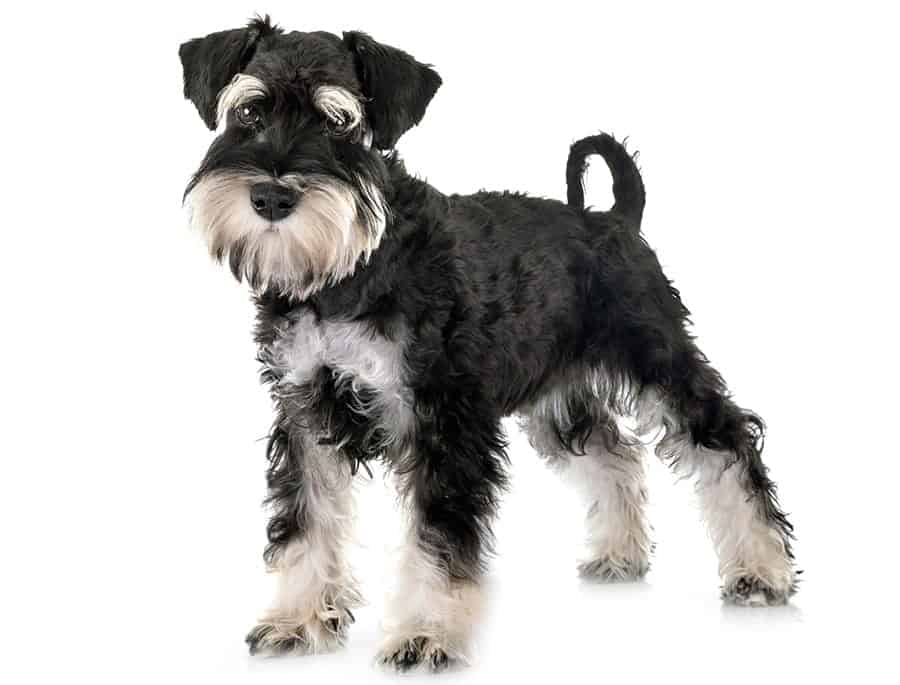 Learn all about the Miniature Schnauzer Dog Breed