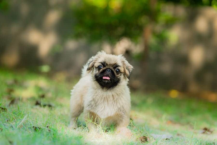 small Pekingese puppy in the grass