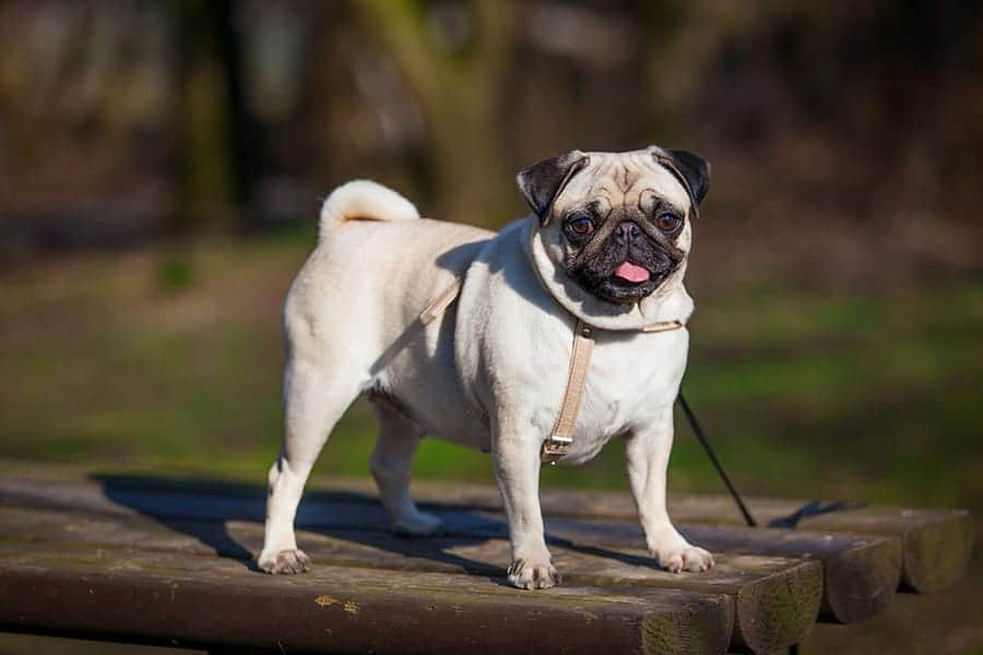 pug standing on a picnic table