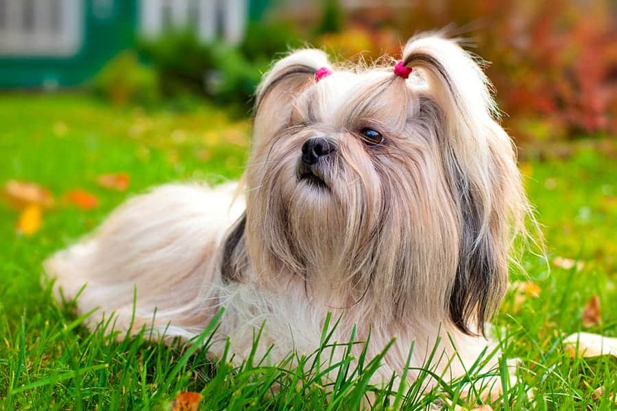 shih tzu laying in the grass with pig tails