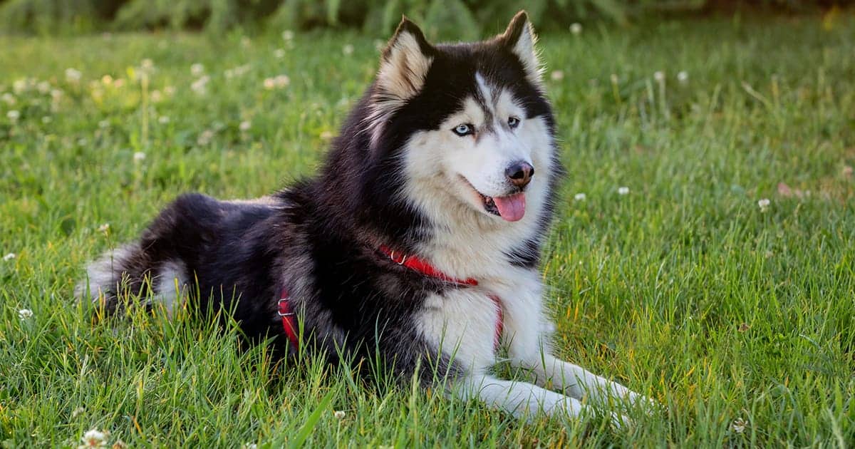 siberian husky laying in the grass - fluffy dog breeds