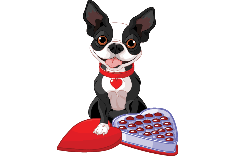 dog with a heart box of chocolates
