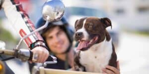 motorcycle dog names - a dog with a motorcycle