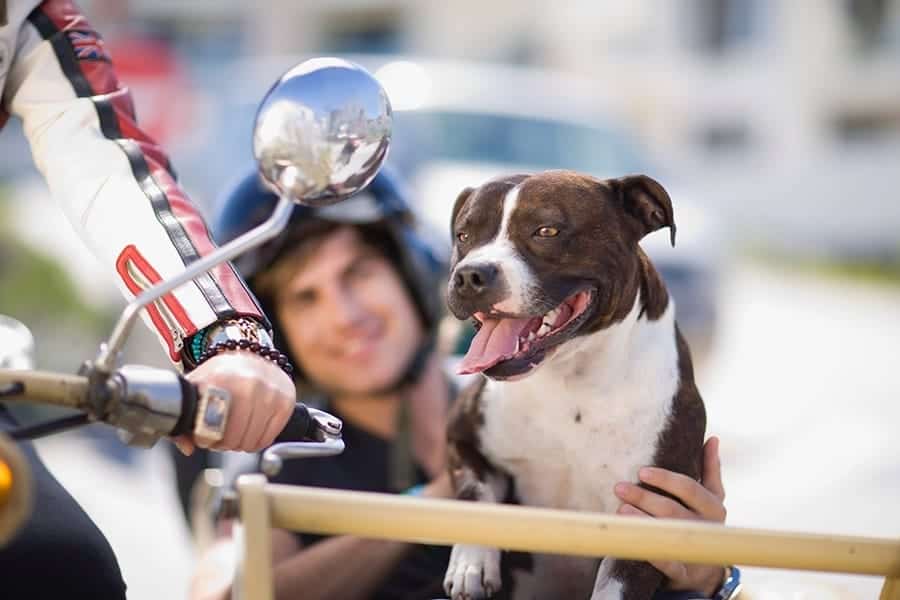 un perro marrón y blanco con una motocicleta